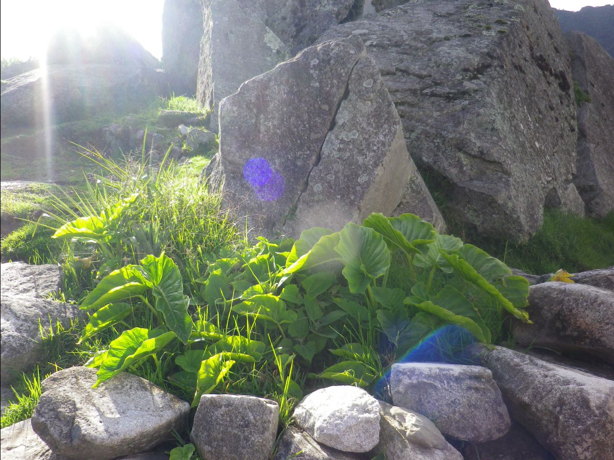 Machu Picchu32